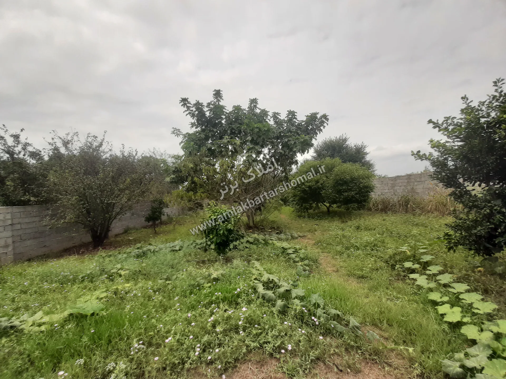 فروش باغ ۱۰۰۰ متری در روستای قادیکلا 5